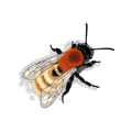 Bee Trail