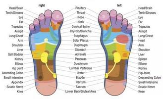 Ponto de Reflexologia Corporal Cartaz