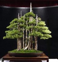 برنامه‌نما Bonsai Design عکس از صفحه