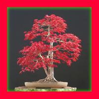 پوستر Bonsai Design