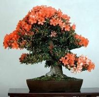 برنامه‌نما Bonsai Design عکس از صفحه