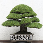 Bonsai Designs icône