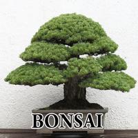 Bonsai Designs Affiche