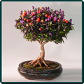 ”Bonsai Display Ideas