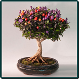 bunsay earad al'afkar