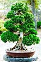 Bonsai Plants Ideas 截图 1