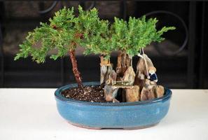 Bonsai Plants Ideas screenshot 2