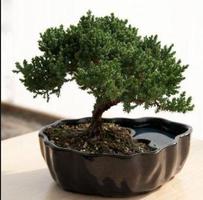 Gagasan Tanaman Bonsai screenshot 3