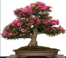 Bonsai Tutorial Complete screenshot 3