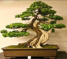 Bonsai Tutorial Complete poster