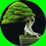 Árvore bonsai ícone