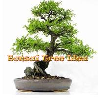 L'idée d'arbres Bonsai Affiche