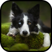 Border Collie Wallpapers HD