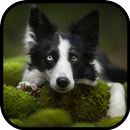 Border Collie Wallpapers HD APK