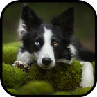 آیکون‌ Border Collie Wallpapers HD
