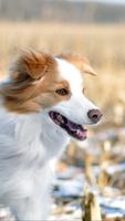 پوستر Border Collie Wallpapers HD