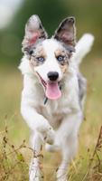 برنامه‌نما Border Collie Wallpapers HD عکس از صفحه