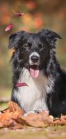 برنامه‌نما Border Collie Wallpapers HD عکس از صفحه