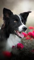 برنامه‌نما Border Collie Wallpapers HD عکس از صفحه