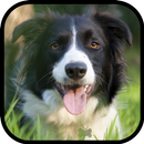 Border Collie Wallpapers APK