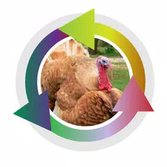 Cría de pavos