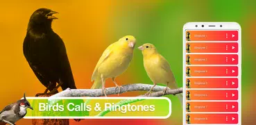 Bird Sounds, Calls & Ringtones