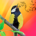 Best Bird Sounds, Calls & Ringtones