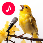 Canções e toques de pássaros ícone