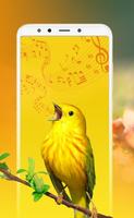 Canções e toques de pássaros Cartaz