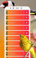 Canções e toques de pássaros imagem de tela 1