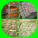 APK کشت تخم مرغ مورچه بافنده