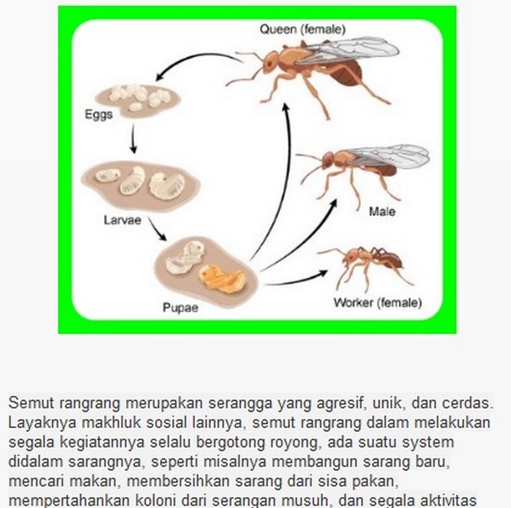 Download Video Budidaya Semut Rangrang