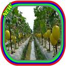 Cultiver divers fruits agricol APK