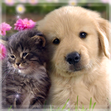 可愛 小狗 和 貓 動態 壁紙 圖片
