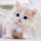 Cute Kitten Wallpaper-icoon