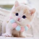Cute Kitten Wallpaper-APK