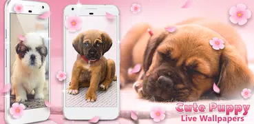 Cute Puppy Live Wallpapers 🐶