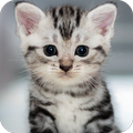 Cute Animals Wallpaper