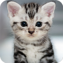 Cute Animals Wallpaper APK