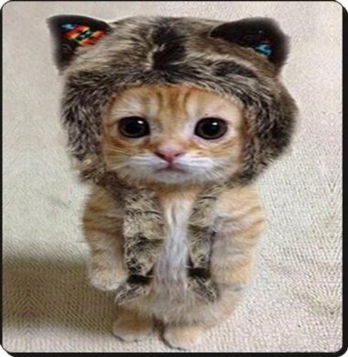 Gaya Kucing Lucu For Android Apk Download