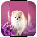 Cute Puppy Wallpaper APK