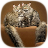 Cutest Cats. Crazy cats, Funny ...