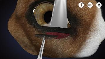 Ophthalmology in Dogs (Free) poster