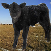 Calving Calculator icon