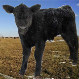 Calving Calculator