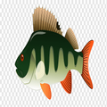 What a Fish