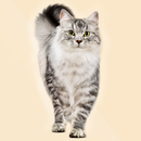 Cat Sounds APK
