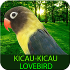 Kicau-Kicau Masteran LoveBirds icône