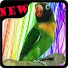 SUARA GACOR : BURUNG LOVEBIRD icône