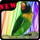 Masteran suara burung Lovebird MP3 Zeichen